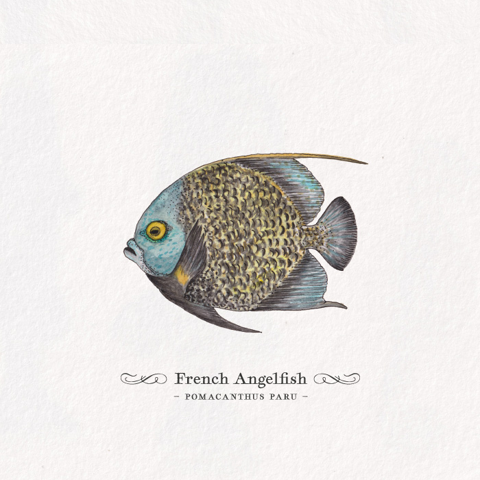 Card_fr-angelfish