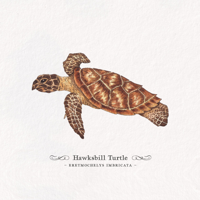 Card_hawksbill