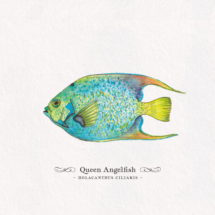Card_q-angelfish