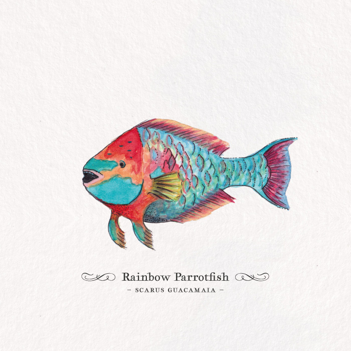 Card_rainbow-parrotfish