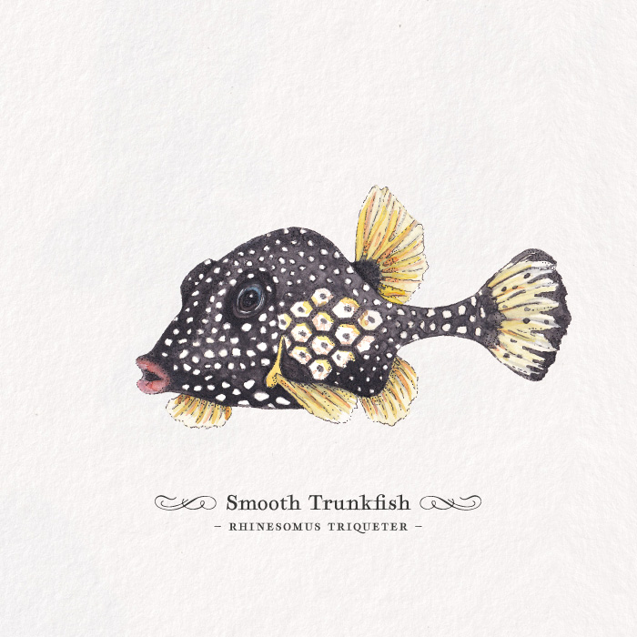 Card_trunkfish